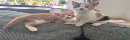 Mixed Breed cats for sale: Gorgeous Calico and Ginger kittens in Eastleigh - Advert 1