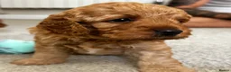 Cockapoo dogs for sale: 4 beautiful miniature F1b cockapoo puppies  in Ashford - Advert 7