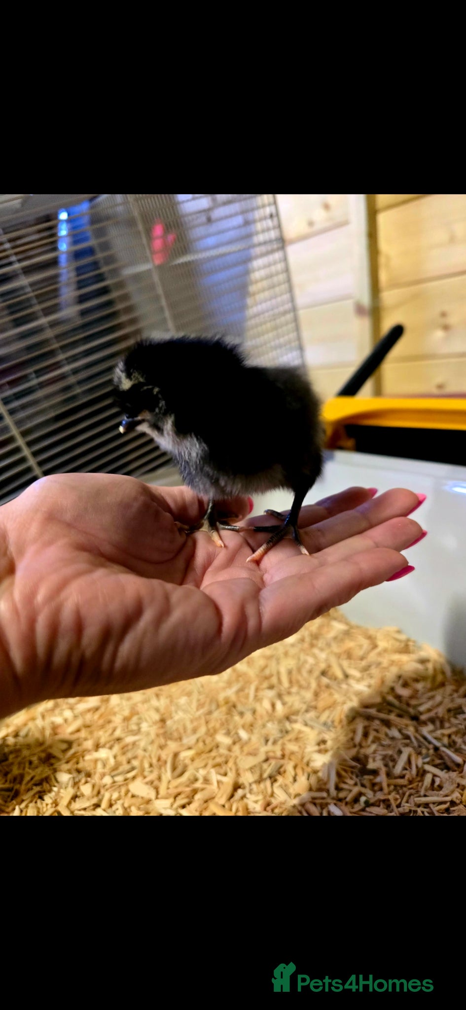 Chickens poultry for sale: Days old chicks available  - Advert 4