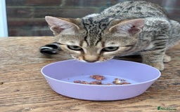 Bengal cats for sale: Gorgeous brown spot bengal kittens Sofa ready  - Image 3