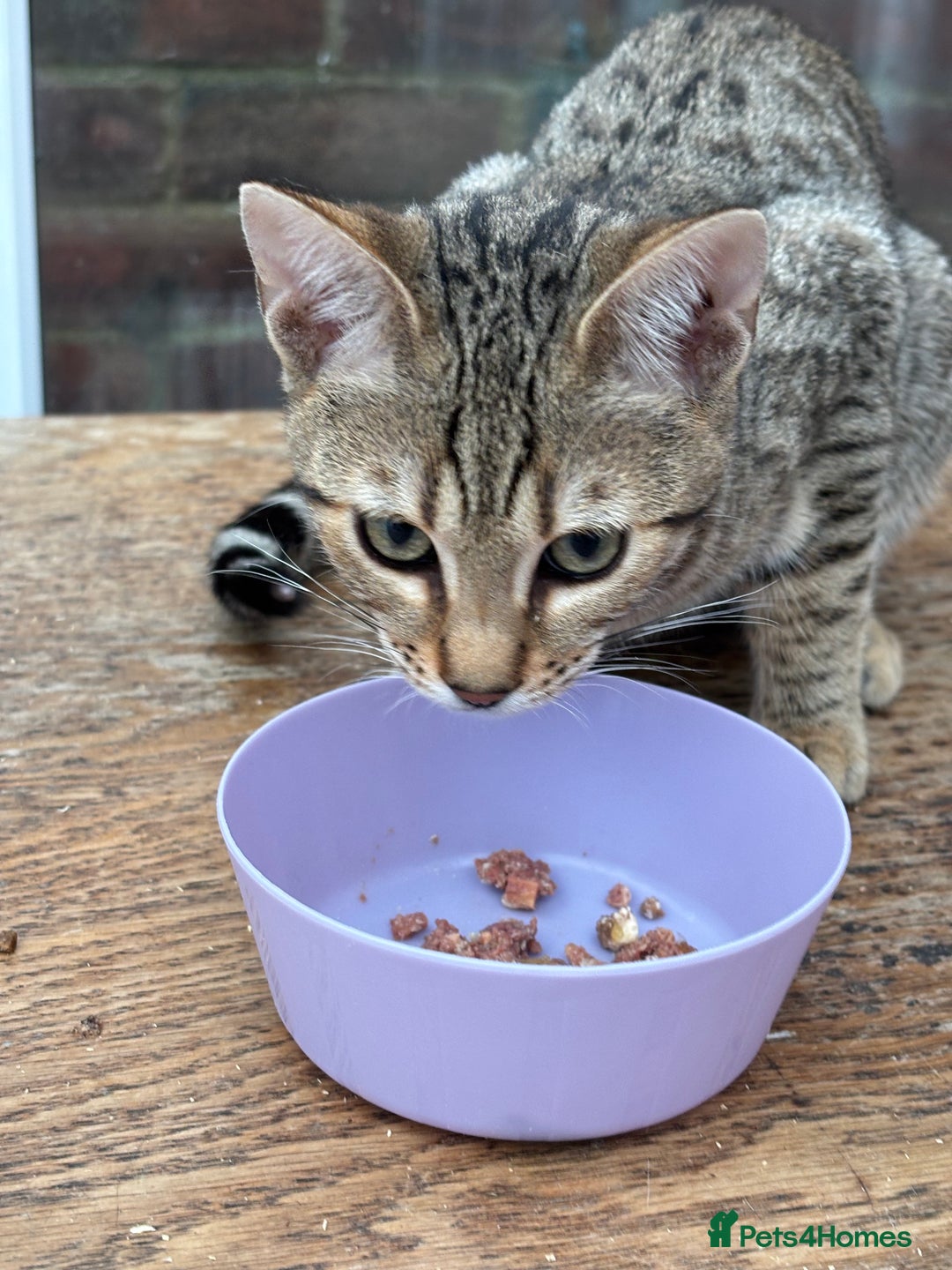 Bengal cats for sale: Gorgeous brown spot bengal kittens Sofa ready  - Image 3
