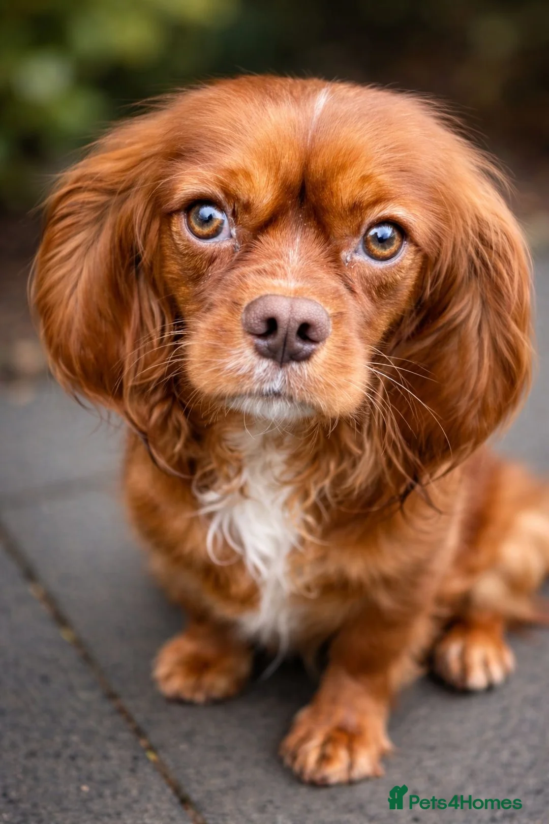 Cavalier King Charles Spaniel dogs for sale: Ruby Chocolate Cavalier for sale - Advert 3