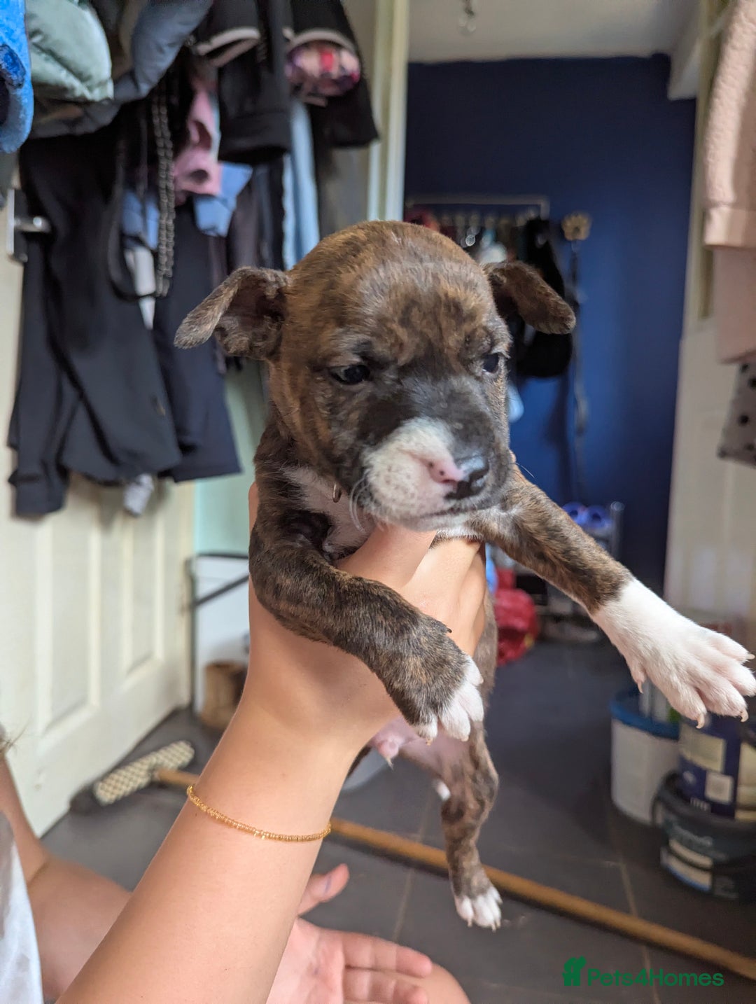 English Bull Terrier dogs for sale: English bull terrier cross staffys - Image 12