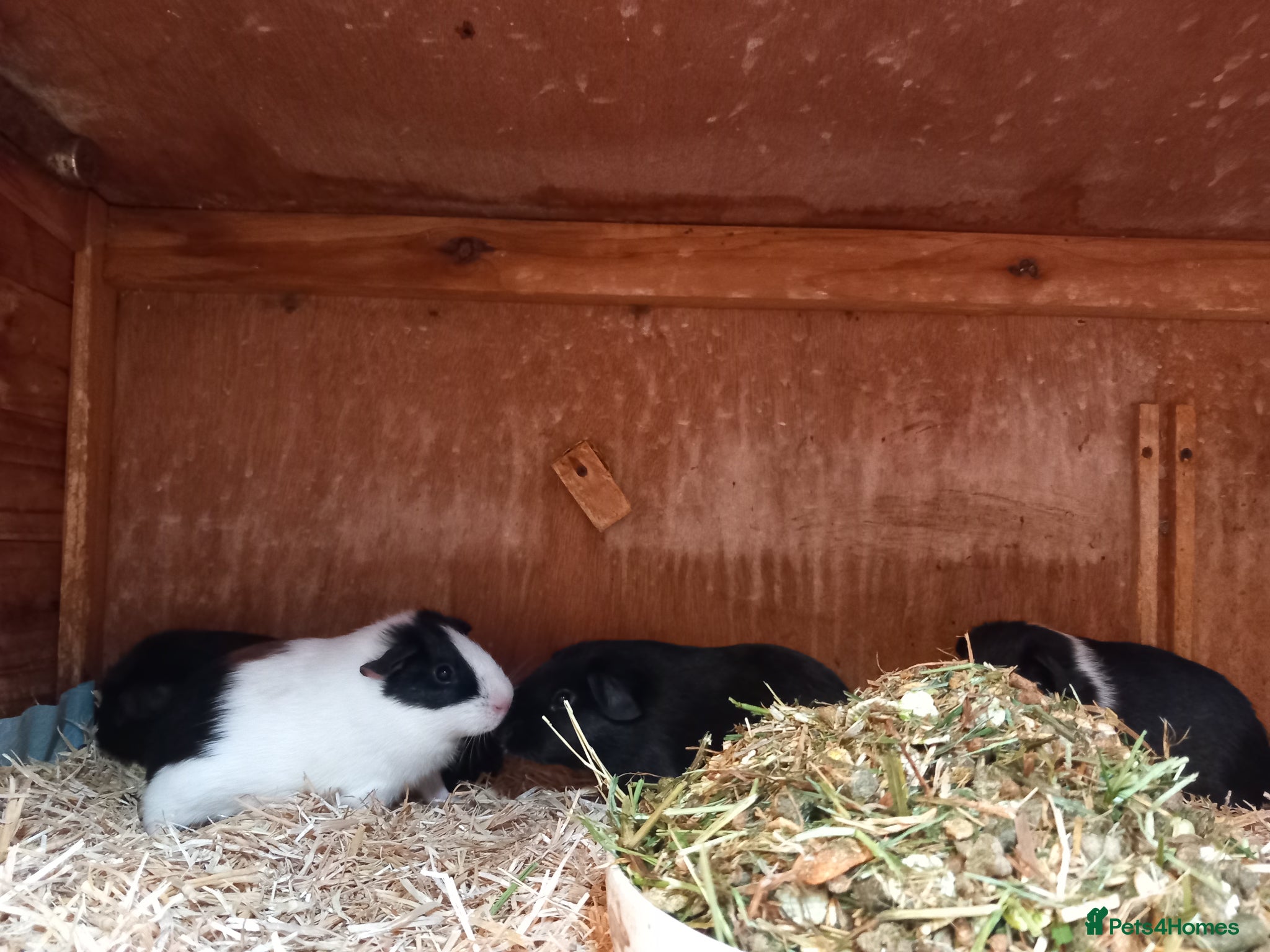 Guinea Pig rodents for sale: Baby guinea pigs for sale  - Advert 6