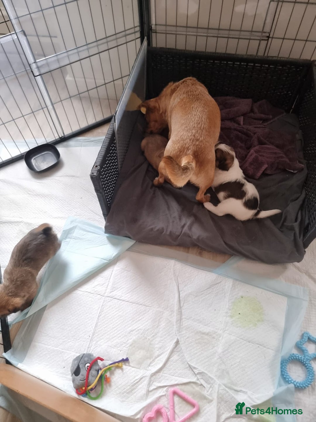 Mixed Breed dogs for sale: 3 jack Russel puppies for sale - Advert 8
