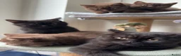 British Shorthair cats for sale: *REDUCED* British Shorthair Kittens in chocolate  - Advert 9
