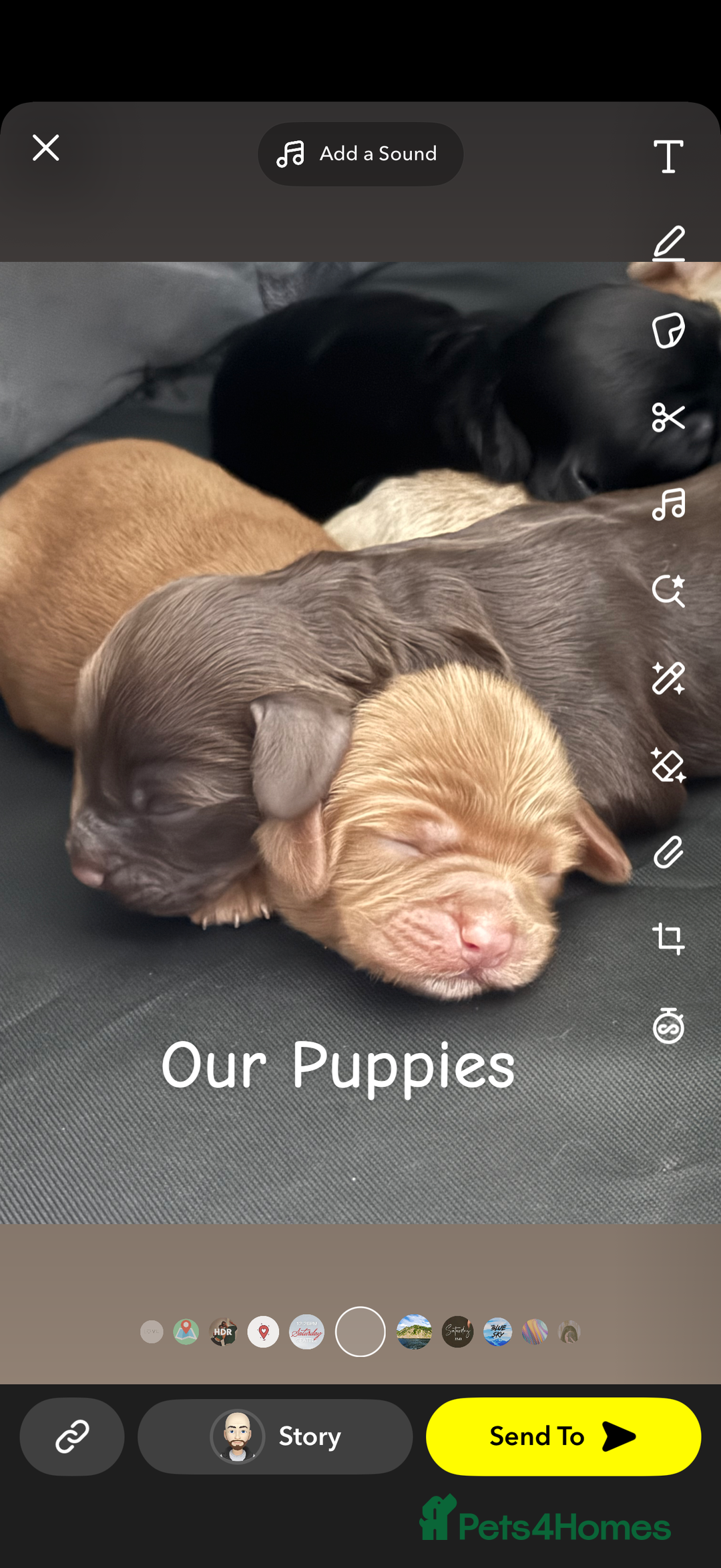 Cavapoo dogs for sale: Cavapoo puppies looking for forever homes - Image 1