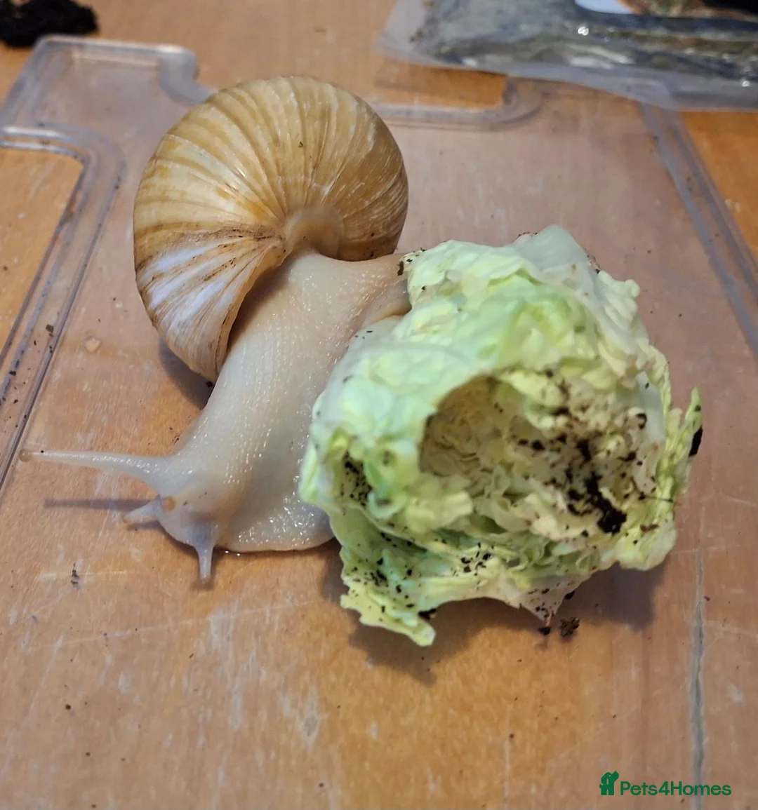 Snails invertebrates for sale: Giant land snail for sale  in Foxton - Advert 2