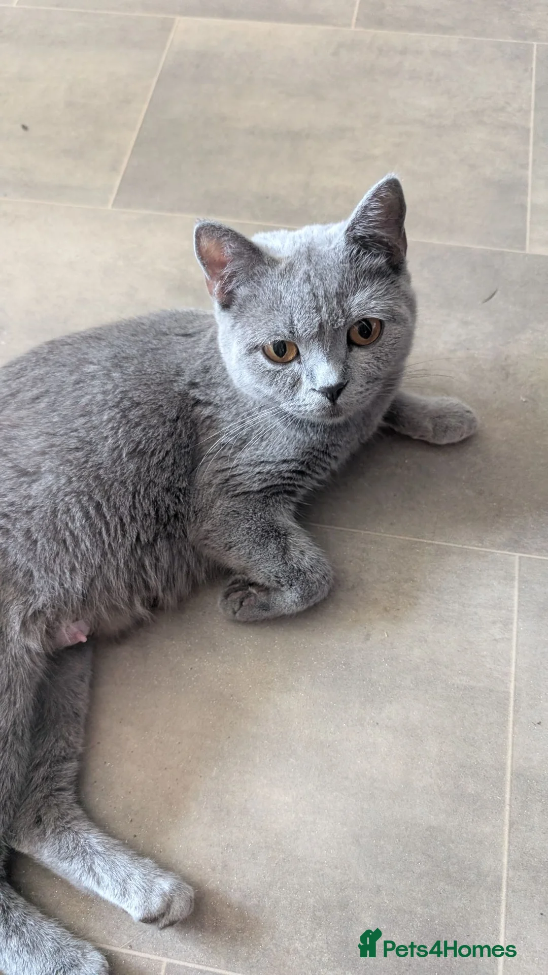 Mixed Breed cats for sale: Ready now one left British shorthair X - Advert 2