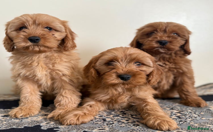 Cavapoo dogs - Advert 6