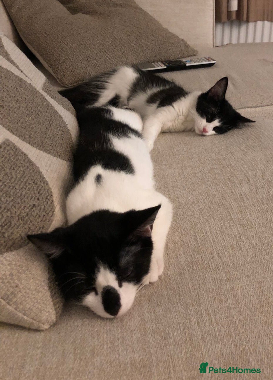 Mixed Breed cats £0 Mixed breed brother and sister.  - Advert 3