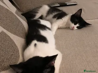 Mixed Breed cats £0 Mixed breed brother and sister. - Advert 3