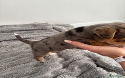 Jack Russell dogs for sale: Merle and black & tan Jack Russell  - Image 4