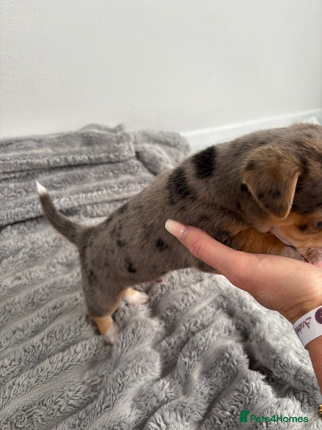 Jack Russell dogs for sale: Merle and black & tan Jack Russell  - Image 4