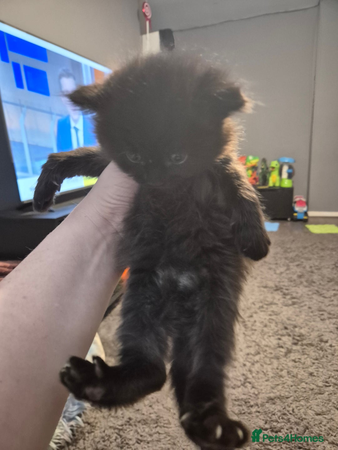 Maine Coon cats for sale: Maine Coon cross - Advert 5