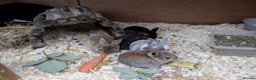 Rex rabbits for sale: 5 Beautiful Rex Bunnies  - Advert 1