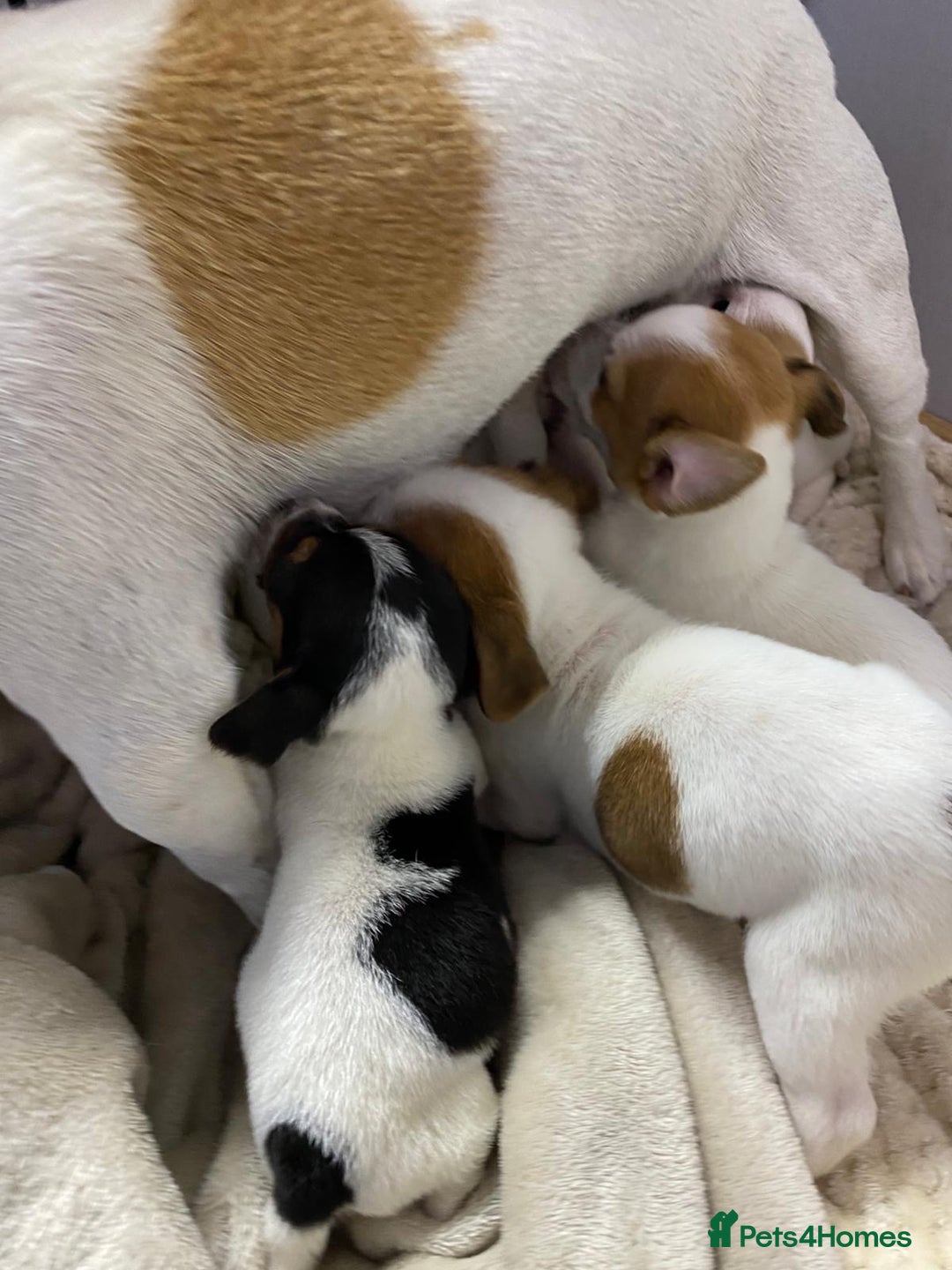 Jack Russell dogs for sale: Miniature Jack Russell puppies🐶 - Advert 12