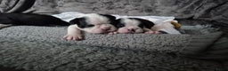 Boston Terrier dogs for sale: Gorgeous chunky Boston terrier pups - Advert 6