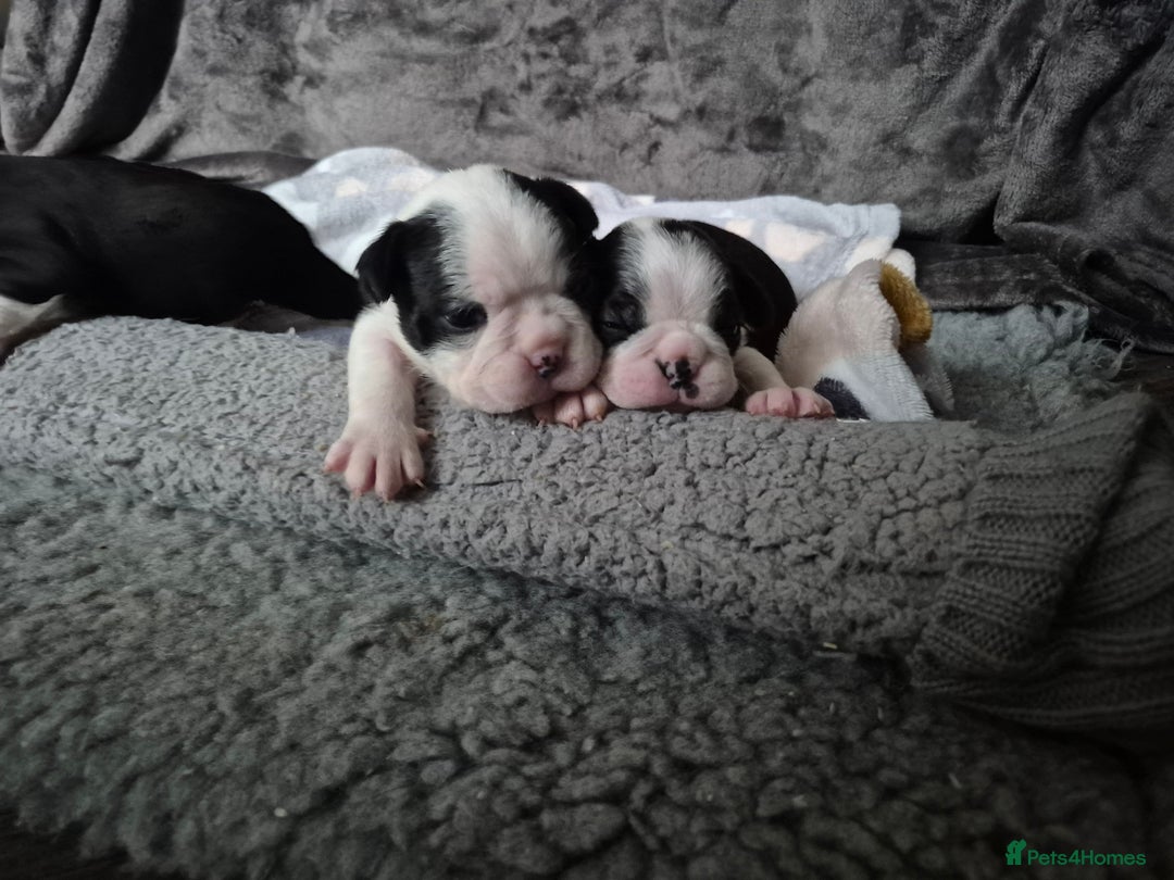 Boston Terrier dogs for sale: Gorgeous chunky Boston terrier pups - Advert 6