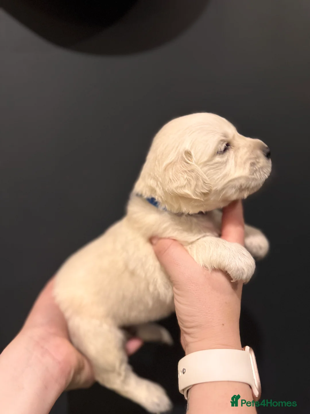 Golden Retriever dogs for sale: KC Champion Line Golden Retriever puppies💗💙 - Advert 6