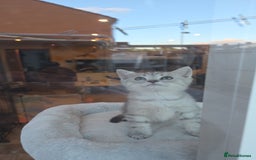 British Shorthair cats for sale: *REDUCED* 4 BRITISH SHORTHAIR KITTENS READY TO GO - Image 18
