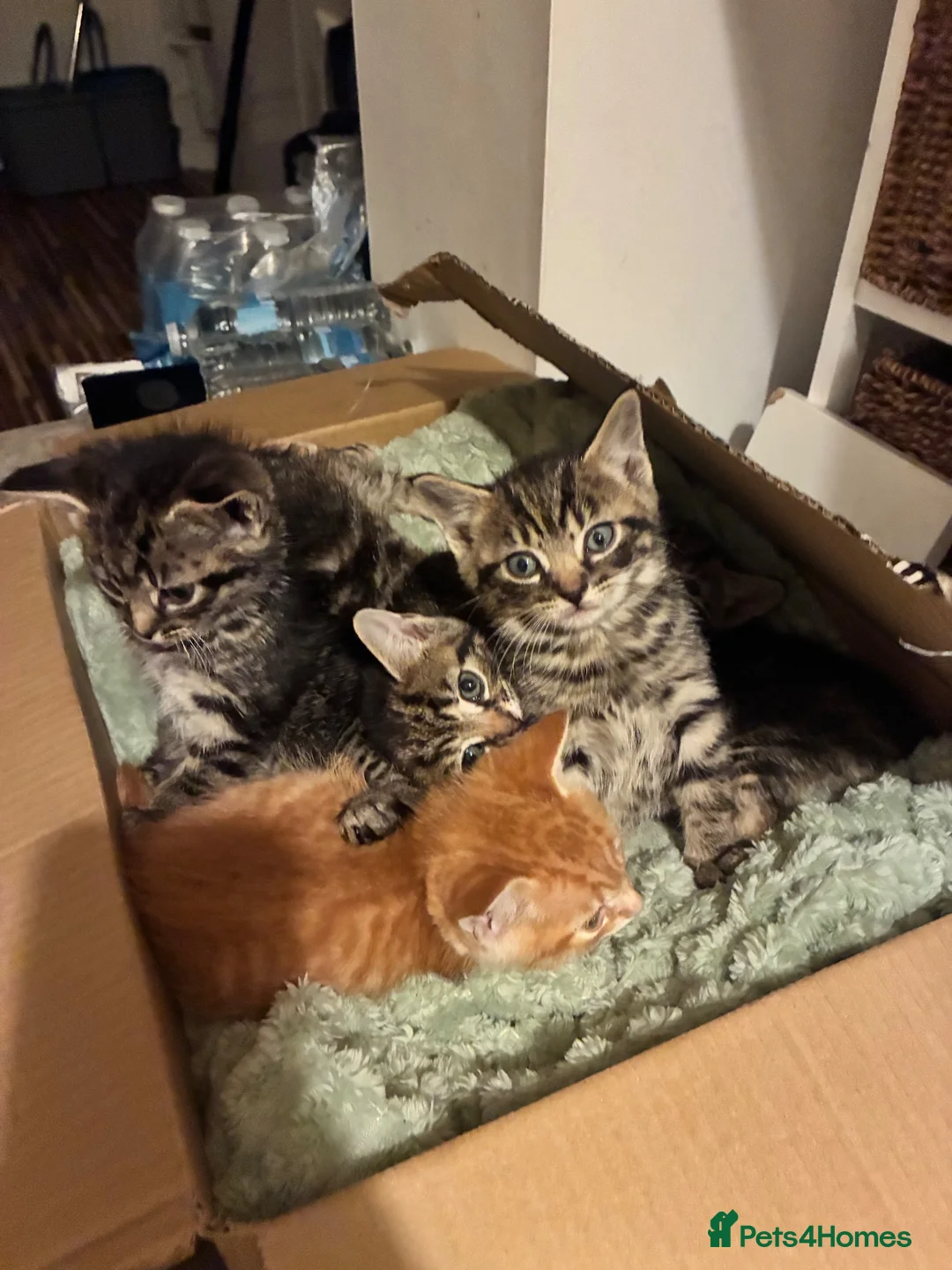 Mixed Breed cats for sale: Beautiful kittens. in Derby - Advert 2