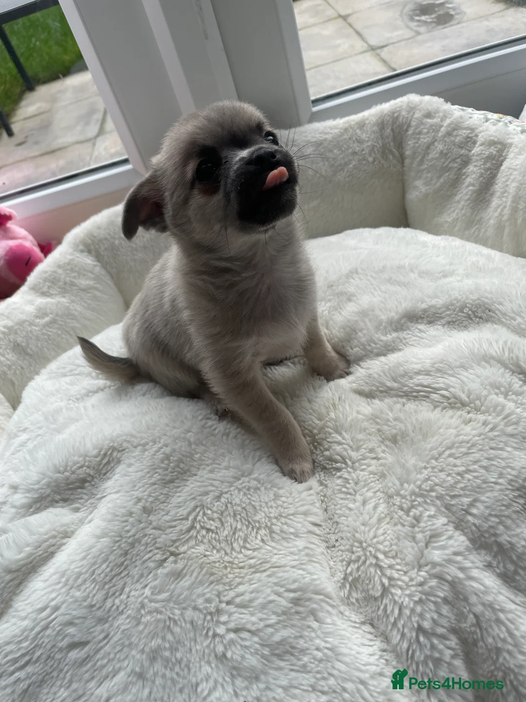 Chihuahua dogs for sale: Chihuahua girls - Advert 4