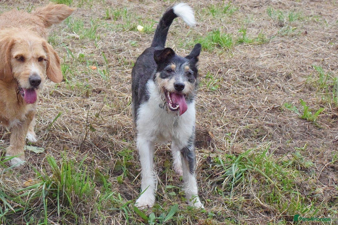 Fox Terrier dogs for adoption: Rex - fox terrier mix - Image 14