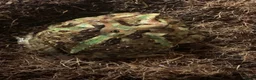 Frog reptiles for sale: Pac-Man frogs cb26  - Advert 2