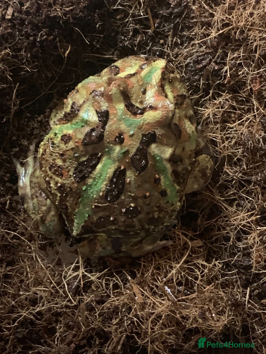 Frog reptiles for sale: Pac-Man frogs cb26  - Advert 2