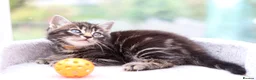 Mixed Breed cats for sale: Tabby Kittens Ready Soon - Advert 26