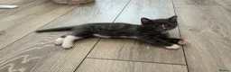 British Longhair cats for sale: 5 stunning kittens  - Advert 13