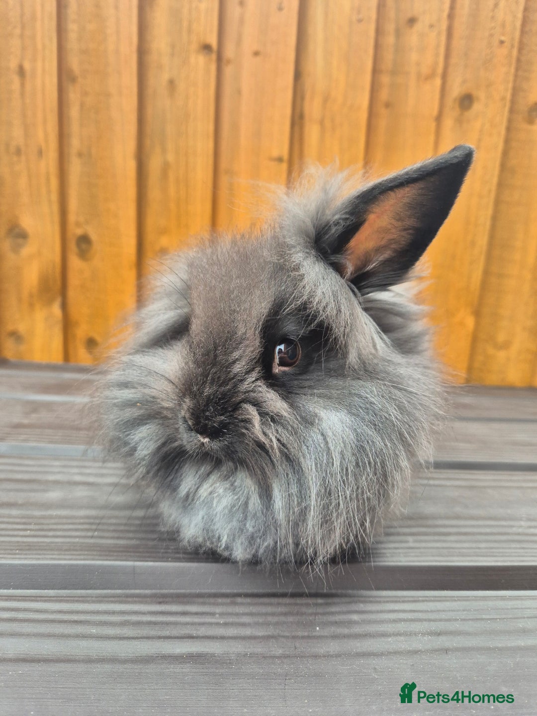 Mini Lion Lop rabbits for sale: 3 Lionlops ready to leave now  - Image 6