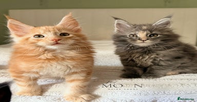 Maine Coon cats - Advert 3