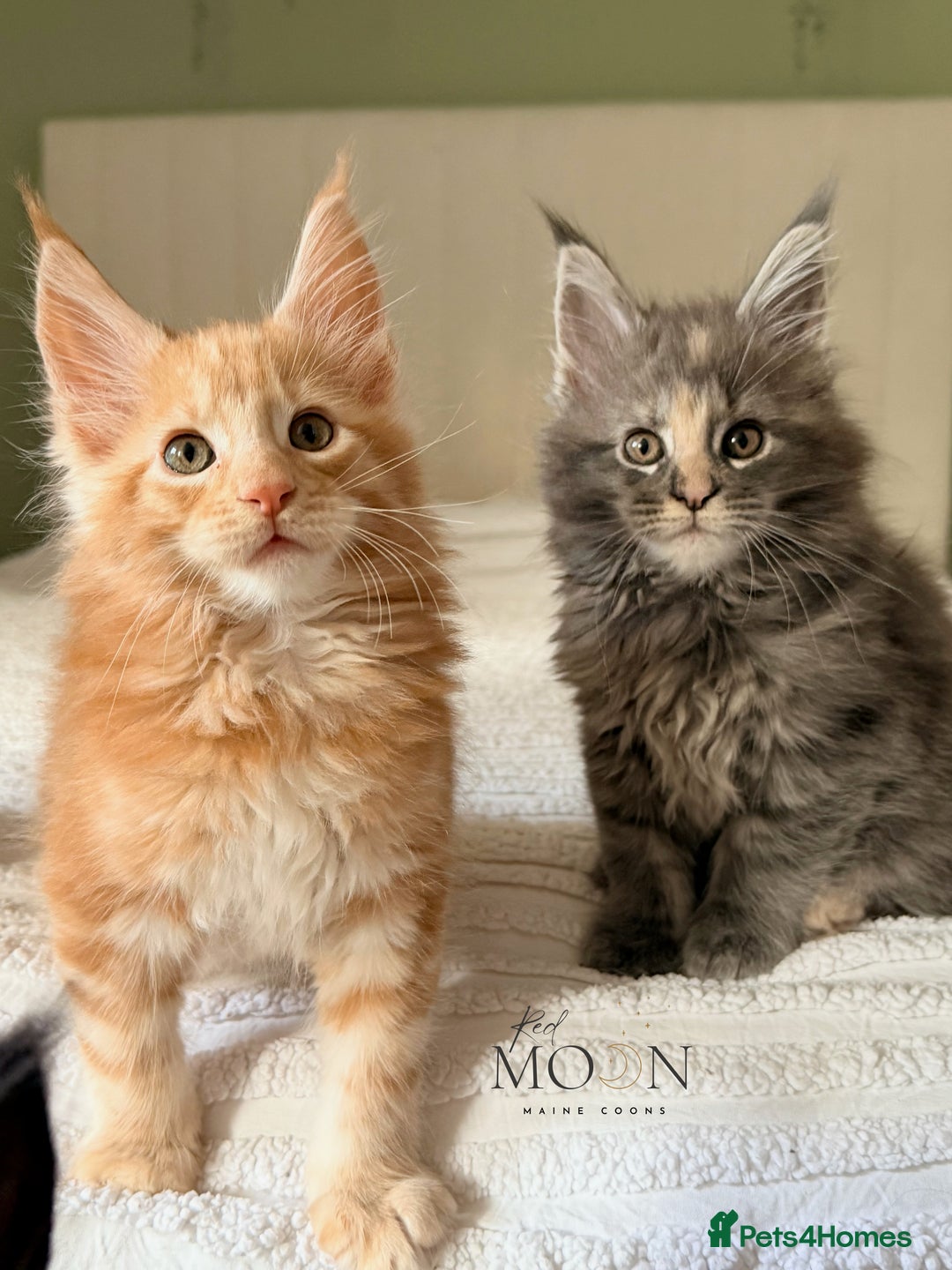 Maine Coon cats for sale: 1 red boy & 1 blue tortie Maine coon kittens  - Image 3