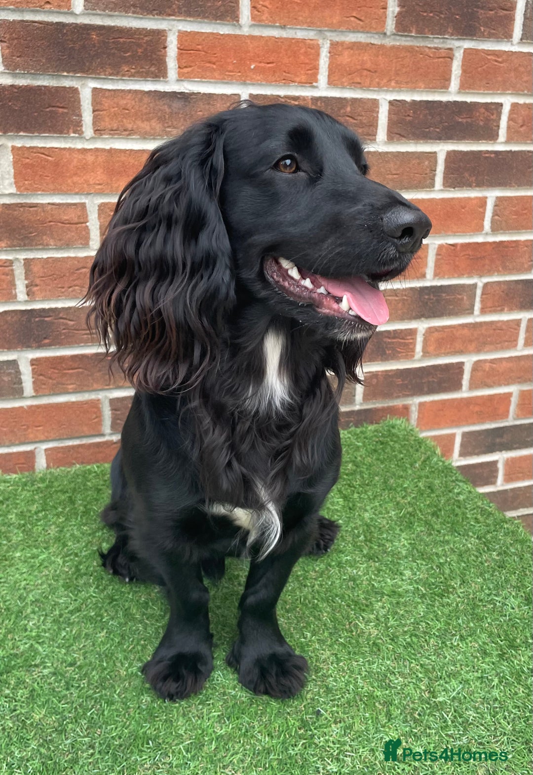 Cocker Spaniel dogs for sale: 1 Year Old Working Cocker Spaniel - Advert 7