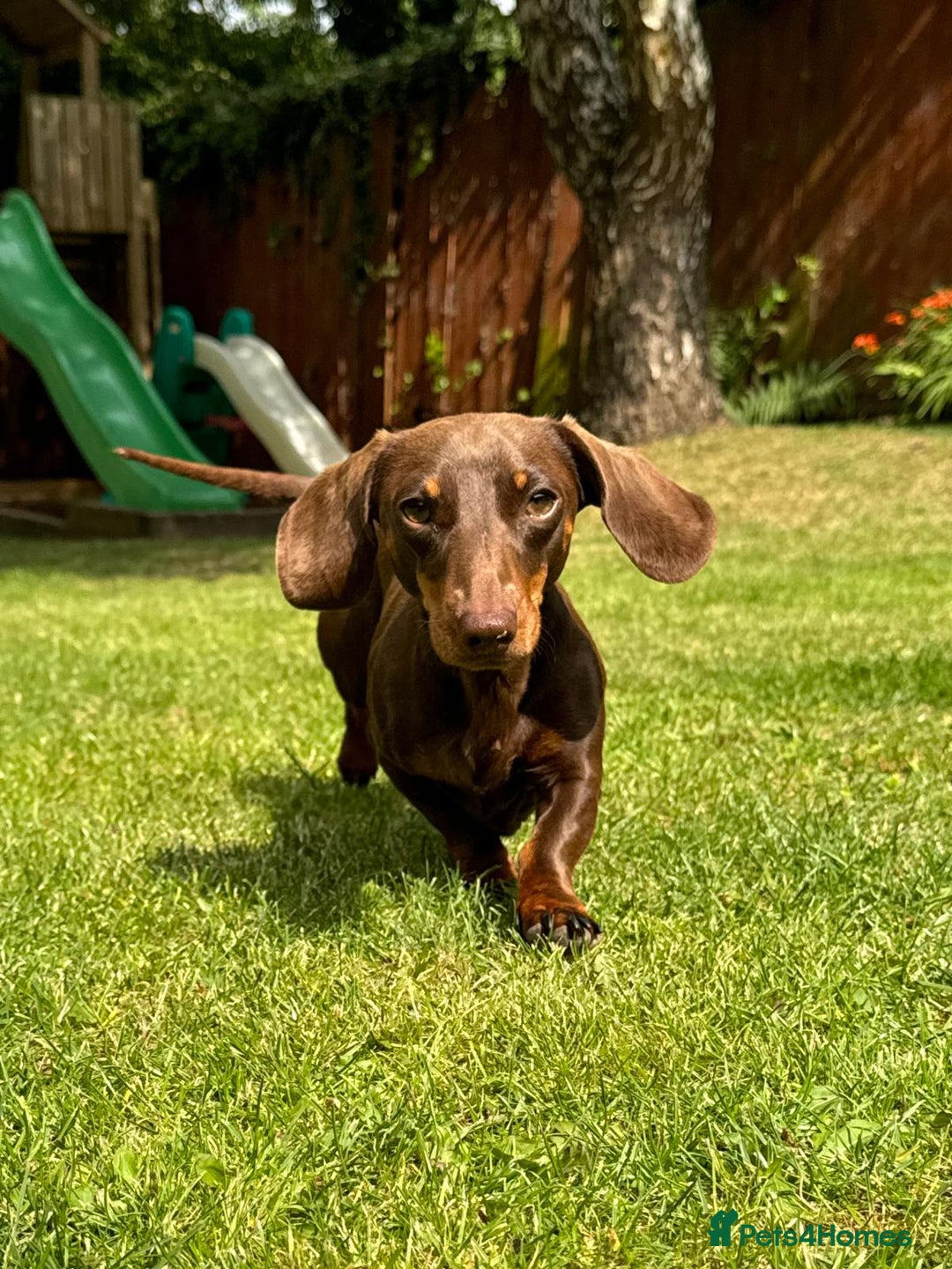 Mixed Breed dogs for sale: Rehome 2 year old male Dachshund  - Advert 2