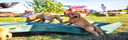 Cockerdor dogs for sale: Beautiful Red & Golden Cockerdor Puppys in Sleaford - Advert 4