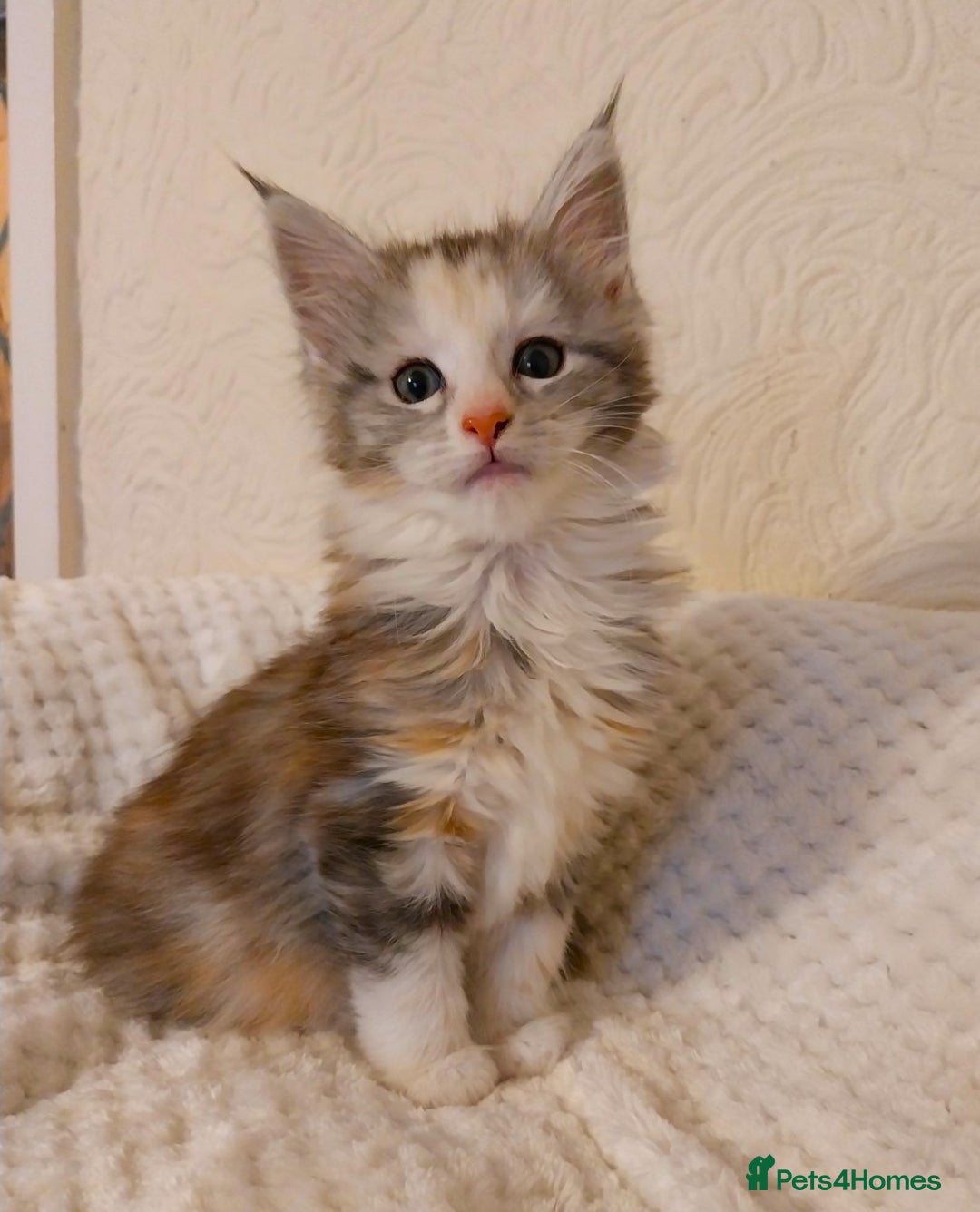 Maine Coon cats for sale: Stunning Maine Coon Kitten. Tica Reg. Tortie. - Advert 10