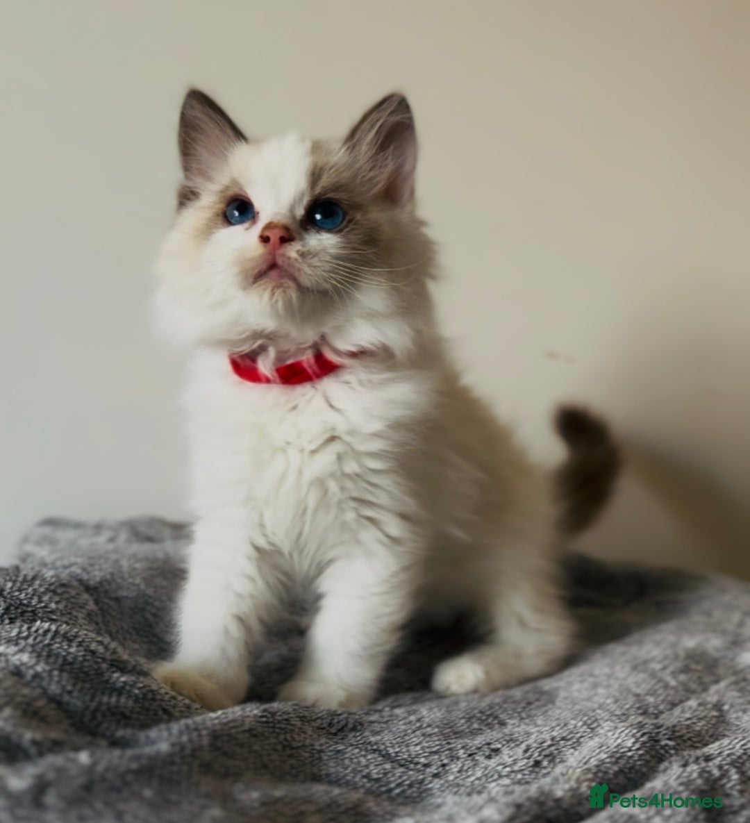 Ragdoll cats for sale: 💙🐾Tica full Pedigree🐾EU Ragdoll 🐱🐾DNA Clear - Image 5