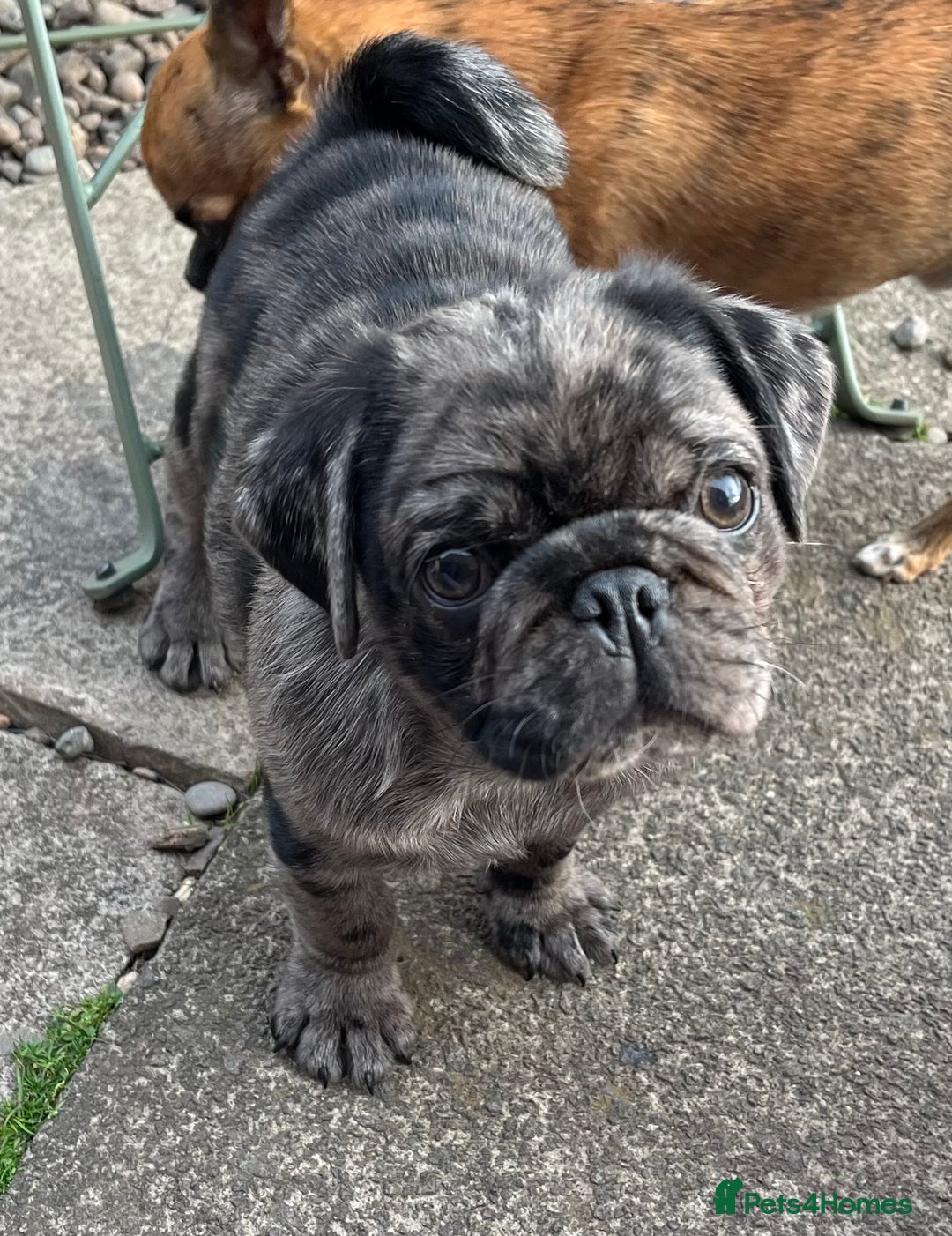 Pug dogs for sale: Last Merle boy, price reduced again! - Image 6