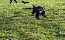 Cockalier dogs for sale: Stunning cockaliers  - Advert 5