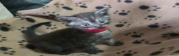 Mixed Breed cats for sale: Ragdoll X kittens  in Ringwood - Advert 10
