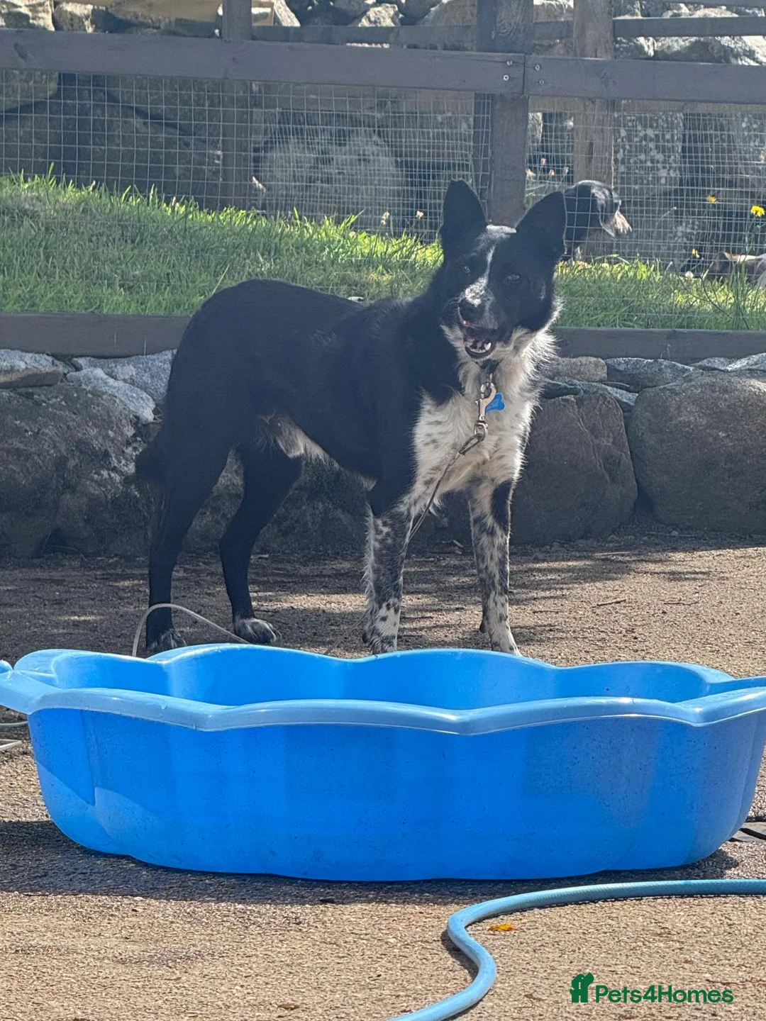 Border Collie dogs for sale: Border Collie for Rehoming - Advert 2