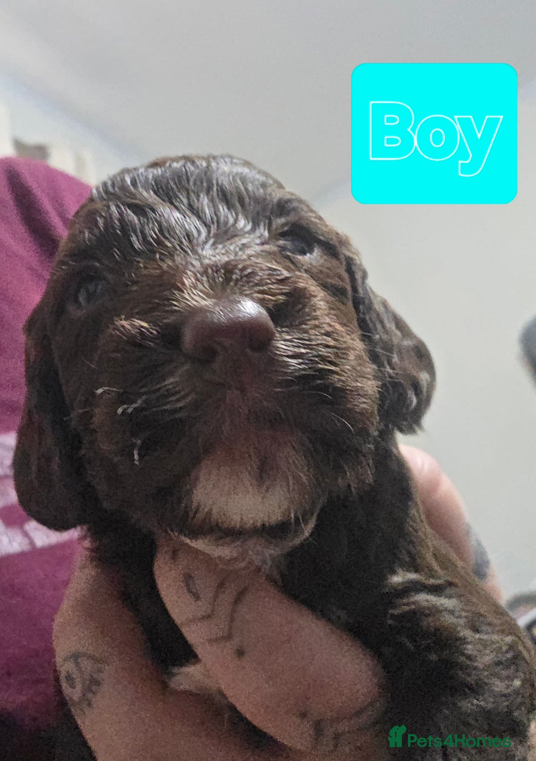 Mixed Breed dogs for sale: 2 PUPS LEFT OF mixed breed looking for new homes - Advert 10