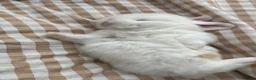 Mini Lop rabbits for sale: Beautiful Mini Lops to reserve  - Advert 40