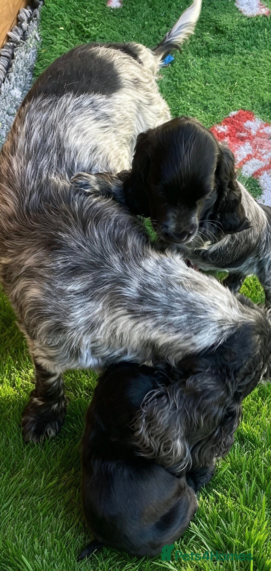 Cocker Spaniel dogs Pedigree Show Cockers - Advert 5