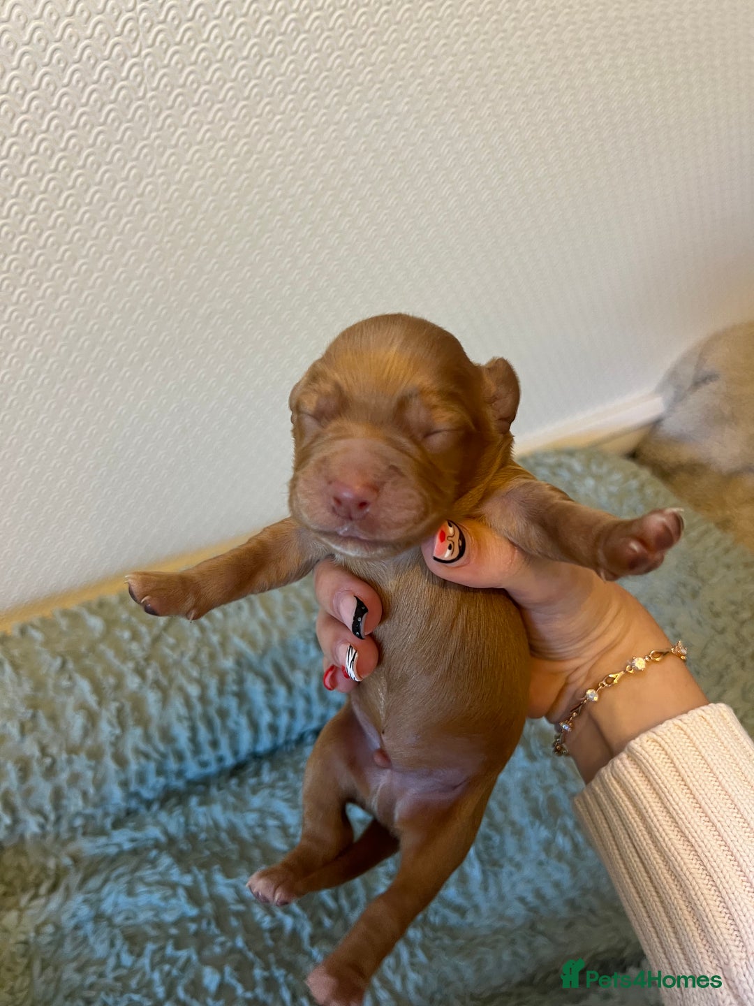 Cocker Spaniel dogs for sale: 🐶Cocker Spaniel Pups Looking for Forever Family🐶 - Image 26