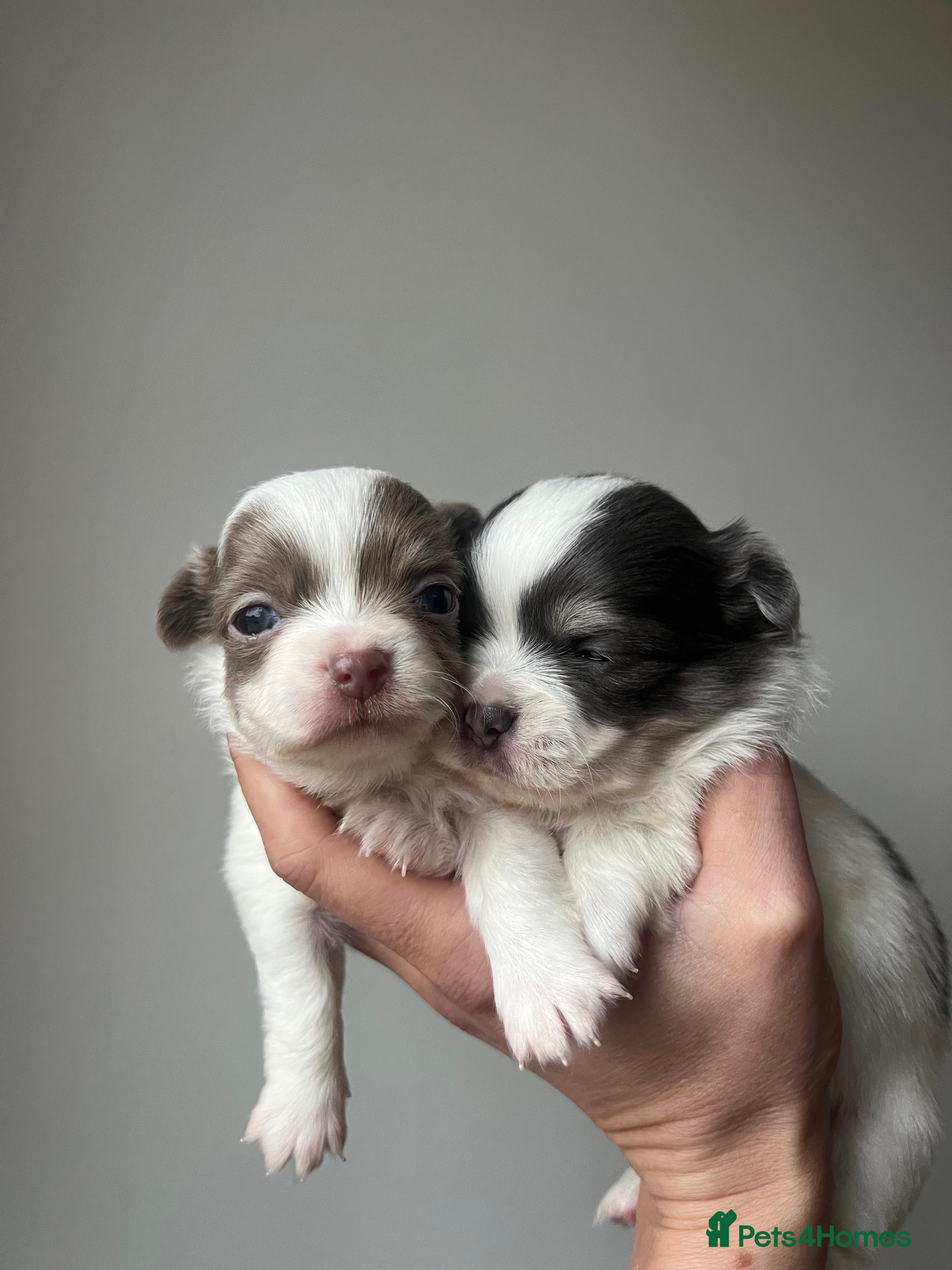 Chihuahua dogs Chihuahua Puppies / 2 PUPS LEFT - Advert 4