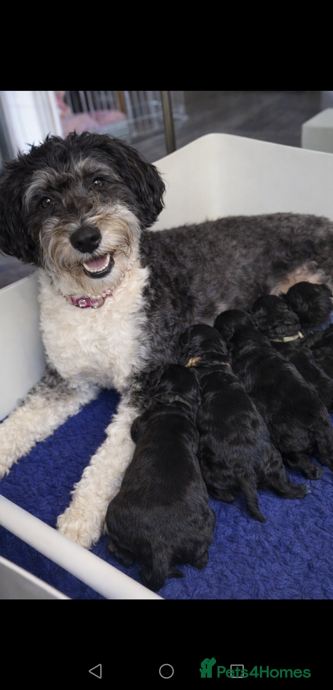 Mixed Breed dogs Double doodle Puppies - Advert 1